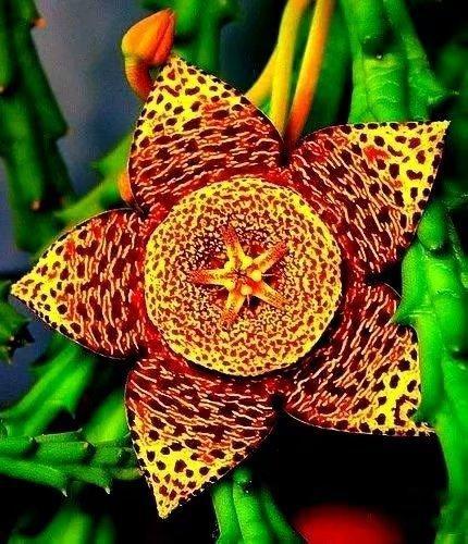 缤彩纷呈奇花异草