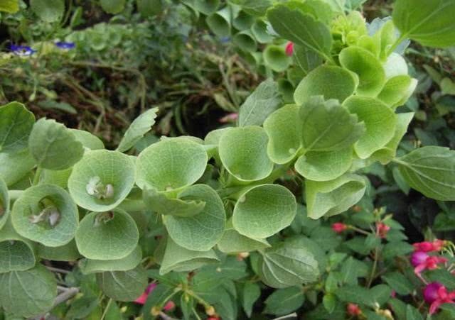 贝壳花花型奇异 小叶对生 花白色 形似贝壳 盆栽素雅美观