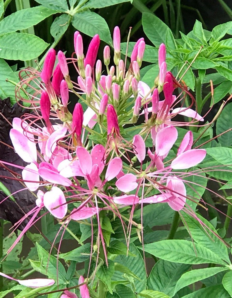 父亲种的醉蝶花 花开的很美 像一只只翩翩起舞的蝴蝶