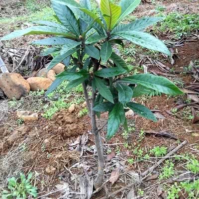 果肉风味独特 年年开花结果 俗称懒人果树 果子好吃销量大