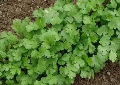 香菜种植时间现在正合适 种植前搓种子更有利于发芽