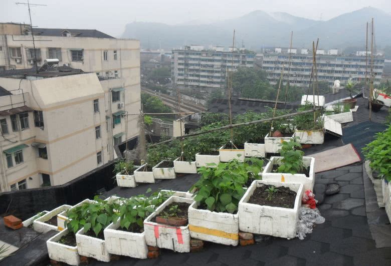 又见坡顶菜园 自己种的绿色果蔬 真是美不胜收啊