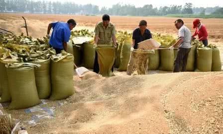 小麦行情多变 优质小麦可以继续观望 劣质小麦宜早些出售