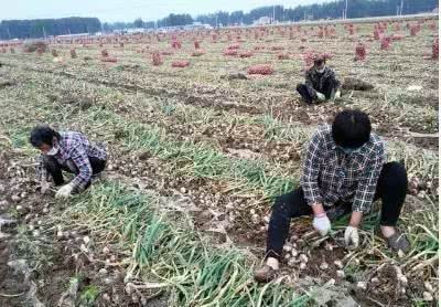 今年大蒜行情进入低谷期 明年市场情况依然不容乐观