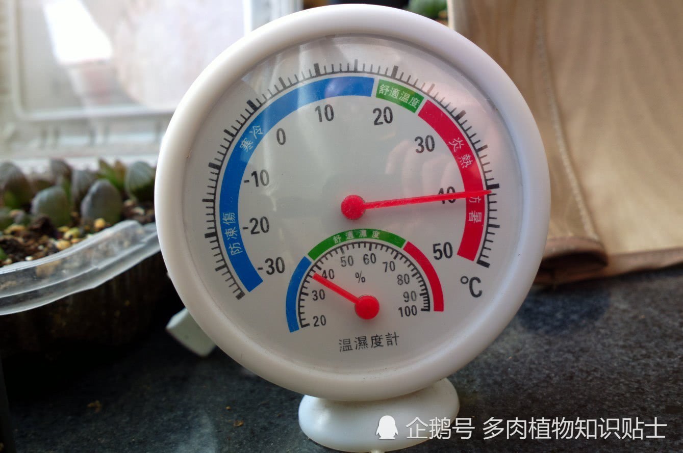 40℃的多肉植物阳台 玉露依然坚持生长