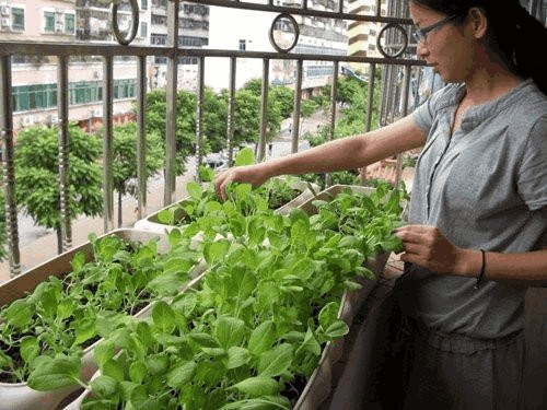 盆栽蔬菜有虫害？不急 用点辣椒和大蒜 分分钟解决