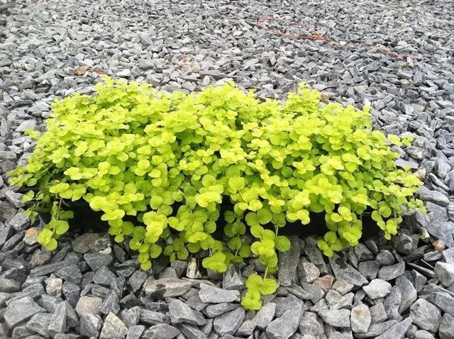 7种不需要怎么管理就能生长开花的匍匐植物 能够抑制杂草丛生