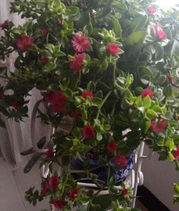 还在花钱买牡丹吊兰？老园丁教我几招 仅用一根茎就能养出一满盆