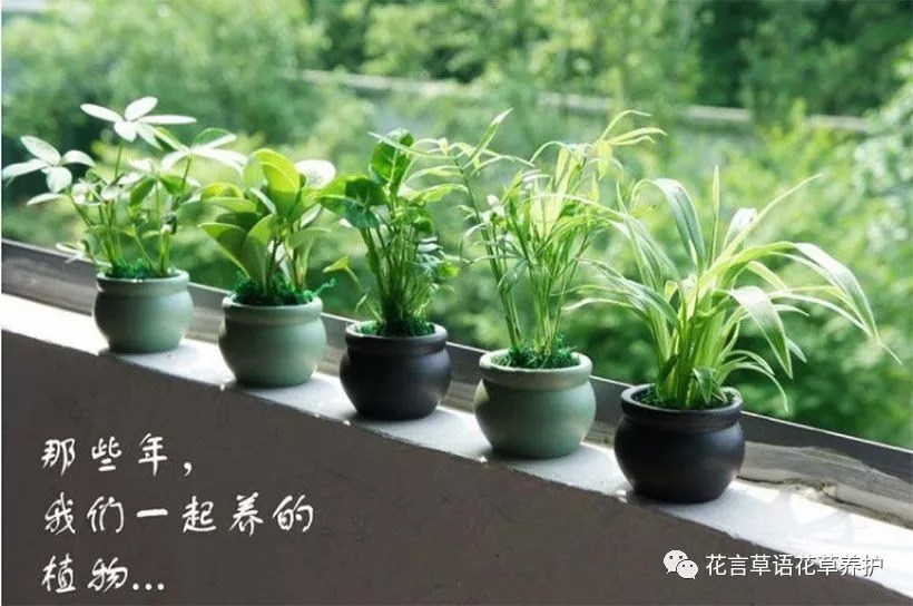 夏季绿植这样养 才能安全过夏