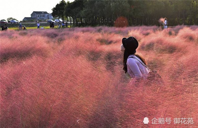 粉黛乱子草播种 花开简直梦幻 少女心爆棚