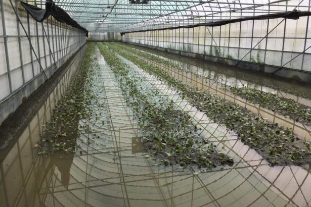 超大豪雨轰炸农田！花生灭顶瓜类伤重鸡猪遭殃，农友隔空打气“擦干眼泪继续再做”