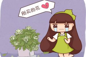 入秋别买这5种花，回家3天花苞全掉，再便宜都亏!