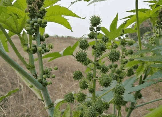 这种植物 1克可毒死400名成人 种1棵在院里 结出1000多颗果子