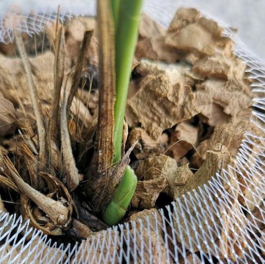 兰花腐的不成样子了 没怎么处理 就换了个盆 居然冒出了新芽