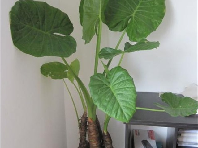 花盆选择好了 会让滴水观音生长的很快 日常这样养护