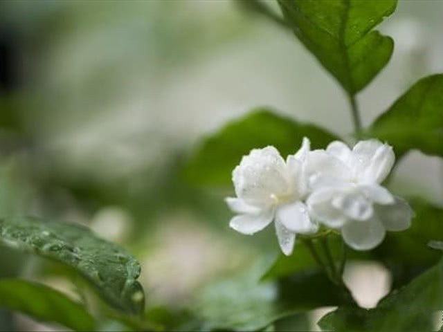 茉莉花的花语代表什么 不同的颜色代表着不一样的意思