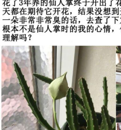 网友养了一盆仙人掌 3年后开了一朵花 屋里待不下去了……