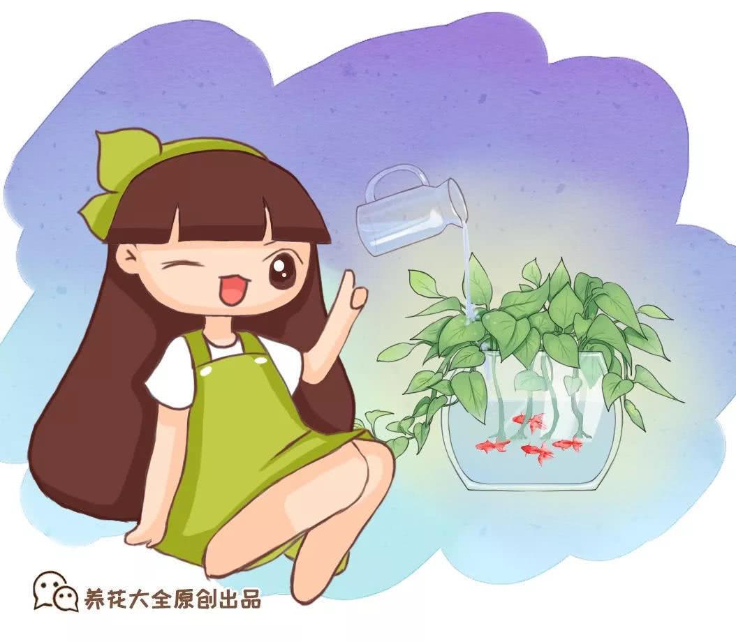 这20种花 最适合扔水里养 花一开就是好几个月