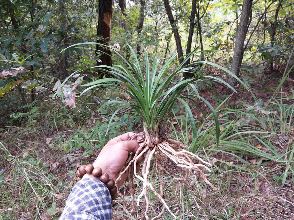 下山兰上盆两个月 出现这样的暗号 恭喜 你的兰花也服盆