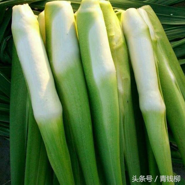 大棚有机蔬菜种植技术