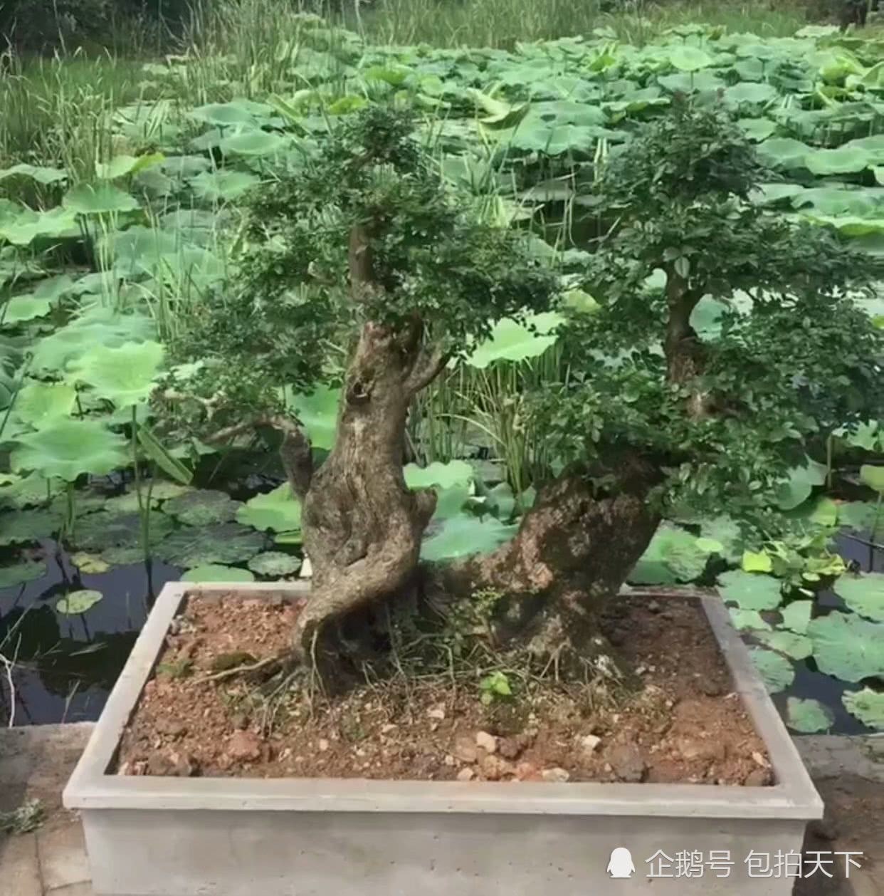 盆景欣赏：千手千法千景象万草万木万花筒