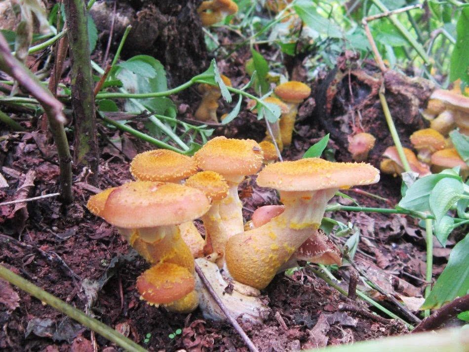 它被誉为东北第四宝 摘下3小时就烂 至今无法种植价值不菲
