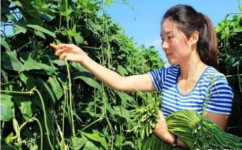 眼下秋豆角种植时间已过 种植时间需要好好把握