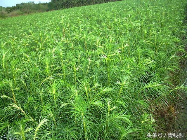 杉木育苗化学防除杂草技术的应用与推广