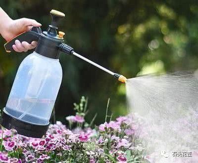 秋季养花 清晨浇水好不好？老花农教你这么浇 最安全