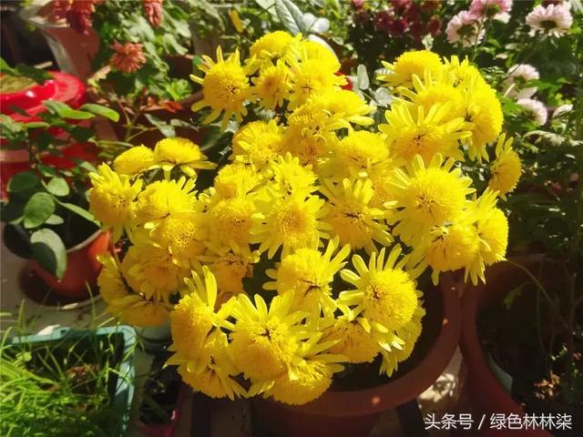 武汉老人痴菊三十余载 还在家办起菊花展（附独家繁殖技巧）