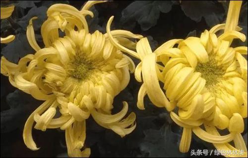 2018武汉菊展即将启幕 你家菊花做好绽放的准备了吗？