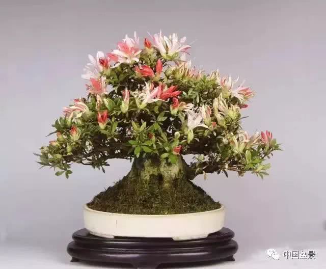 郑志林的中国盆景梦