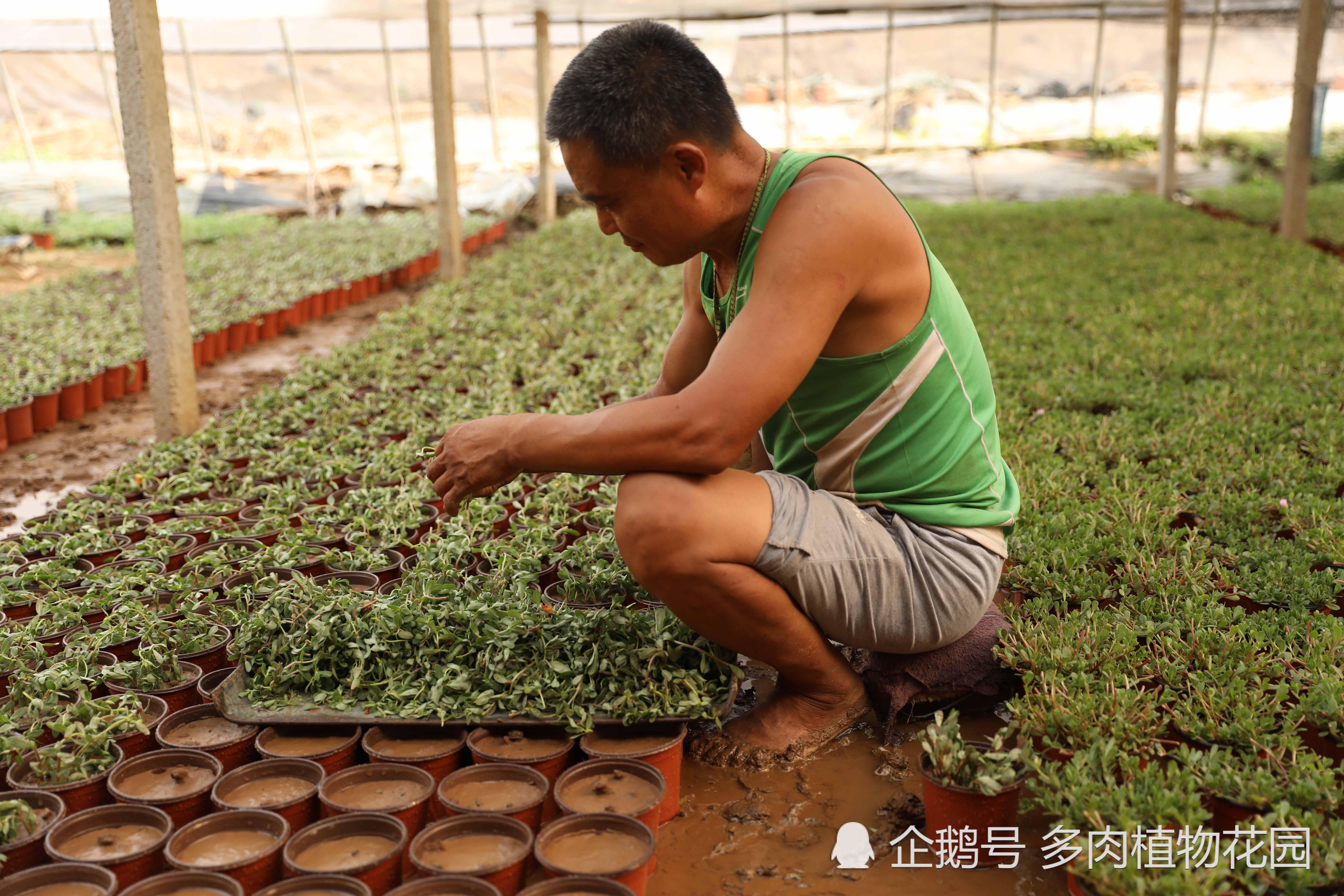 只要有太阳就能活的花 一个枝条可以分生好几盆