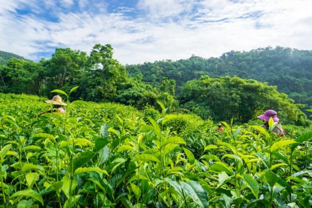 品一口土地的芳香有机茶