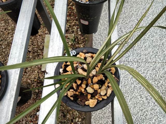 植料浇水很难浇透 兰根没有安稳的时候 不利兰花生长