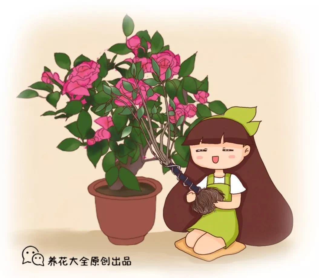 入秋这样养茶花 朵朵压满枝 开花红艳艳