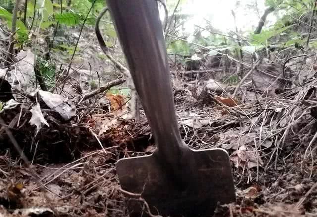 常用兰花植料的特点与缺点 都在这里了 3分钟读懂