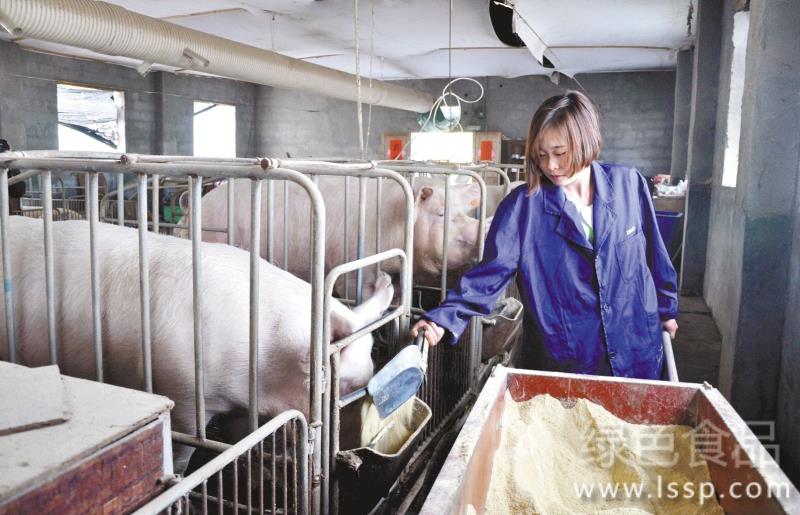 夏季猪采食少抗病力差夏季养殖三项关键措施