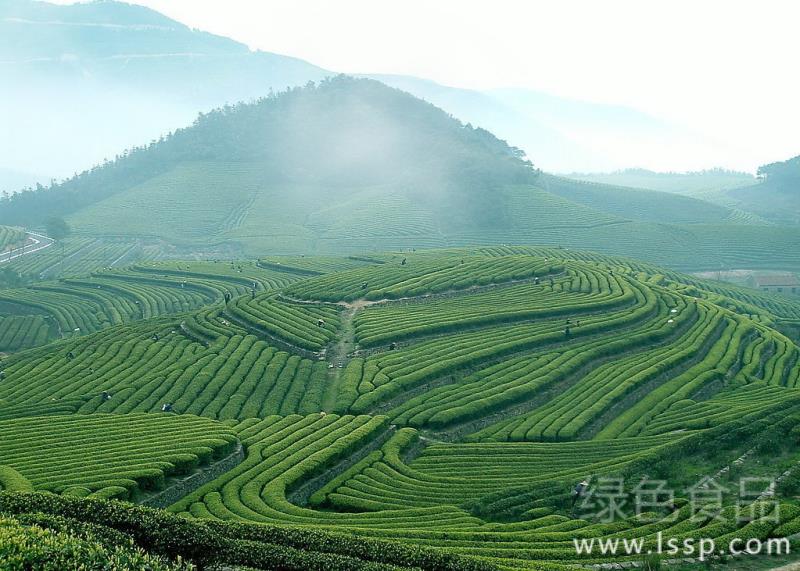 促进茶叶高产茶园秋冬季管理技术要点