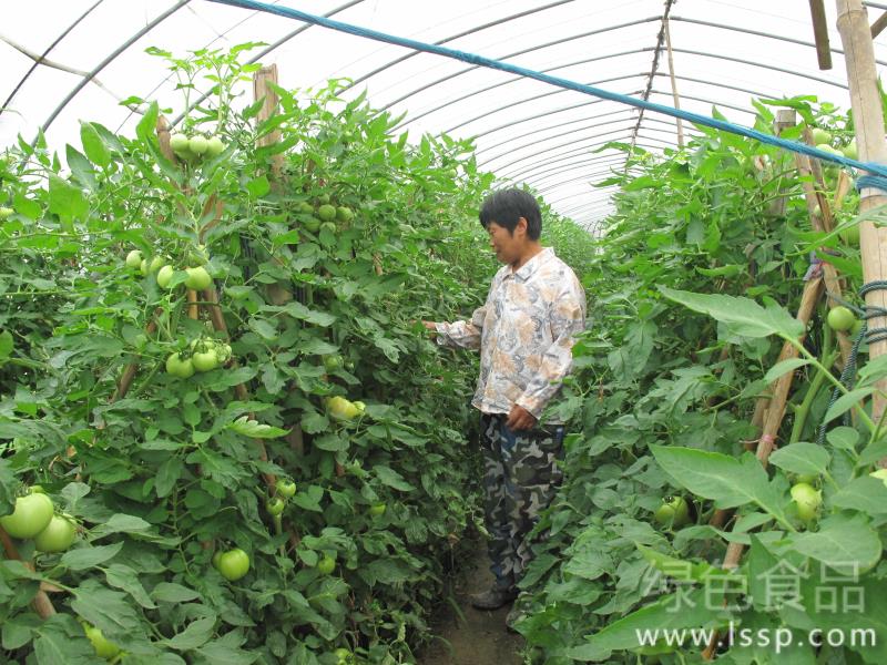 防止果菜类蔬菜早衰菜农必学六个妙招