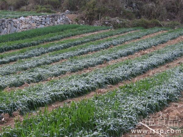 冷空气入侵危害大怎样防御农作物霜冻