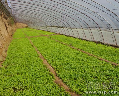 蔬菜地土壤恶化原因及改造方法