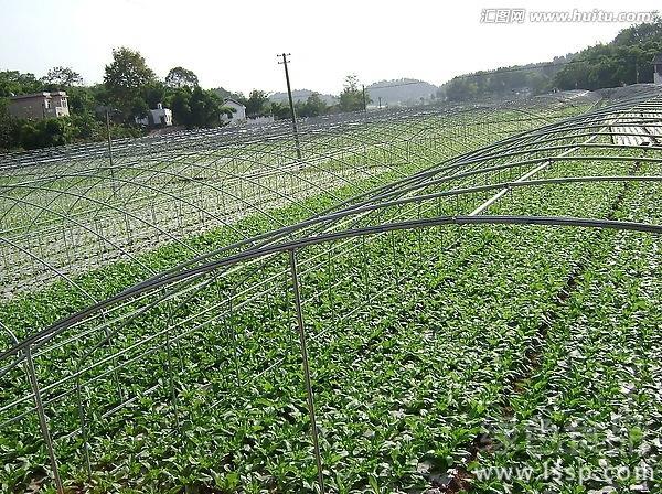 连阴雨天气对大棚蔬菜的危害及防治对策