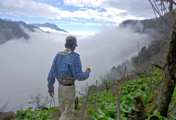 枇杷树的种植和管理：种植方法与种植时间什么时候移植