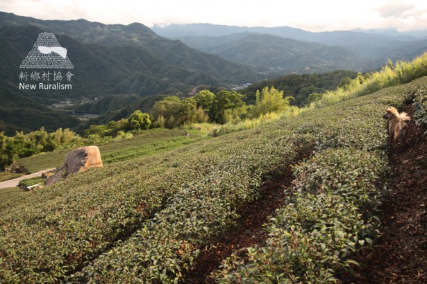 坪林推“台湾蓝鹊茶”种好茶护好水