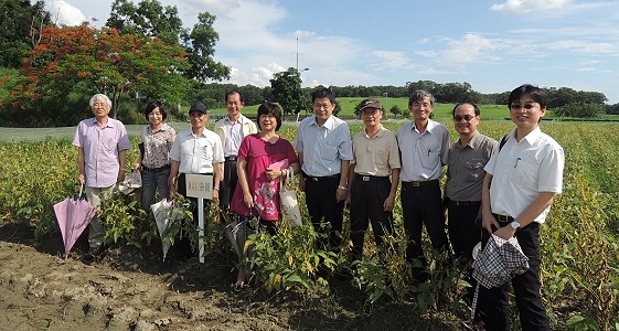 黄豆复兴再添生力军，高蛋白质台南10号问世