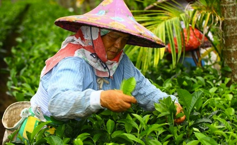 采茶的时间是上午还是下午好？茶叶要求一般什么时间采茶最好什么是三五茶