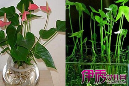 了解水培植物有哪些正确养殖花卉更茂盛