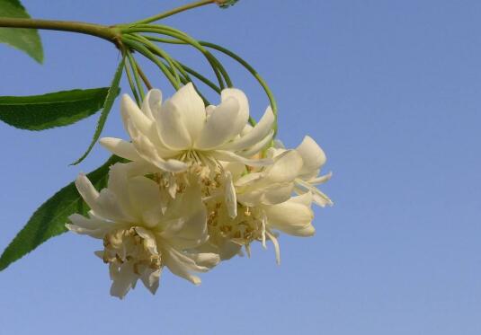 木香花怎么扦插，木香花的扦插方法/基质排水性要好