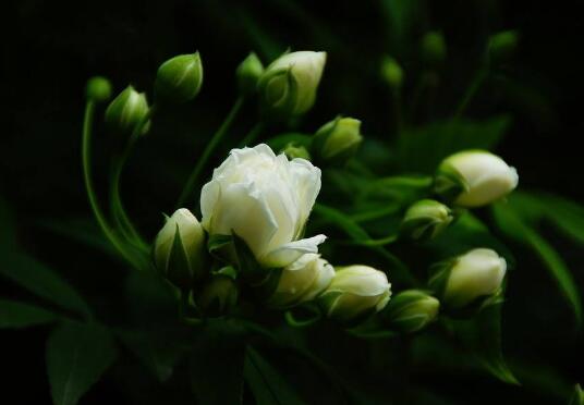 木香花怎么繁殖，木香花的繁殖方法/播种/扦插/分株/压条